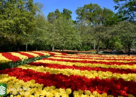 Keukenhof 2020 (86)
