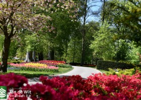 Keukenhof 2020 (87)