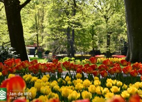 Keukenhof 2020 (88)