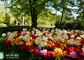 Keukenhof 2020 (9)