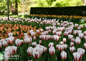 Keukenhof 2020 (91)