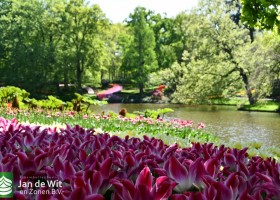 Keukenhof 2020 (94)