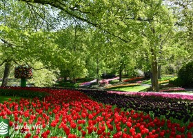 Keukenhof 2020 (96)