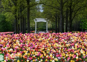 Keukenhof 2021 (1)
