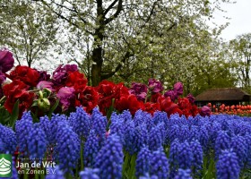 Keukenhof 2021 (10)