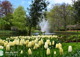 Keukenhof 2021 (101)