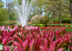 Keukenhof 2021 (102)