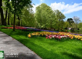 Keukenhof 2021 (104)