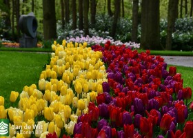 Keukenhof 2021 (105)
