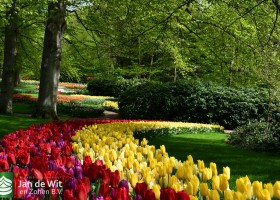 Keukenhof 2021 (106)