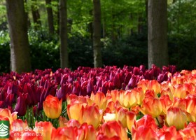 Keukenhof 2021 (107)