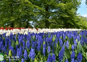 Keukenhof 2021 (109)
