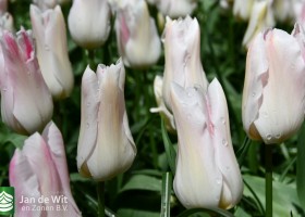 Keukenhof 2021 (110)