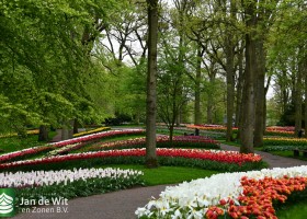 Keukenhof 2021 (111)