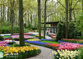 Keukenhof 2021 (113)