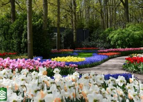 Keukenhof 2021 (114)