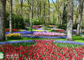 Keukenhof 2021 (115)
