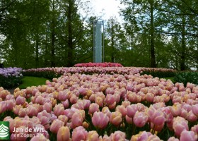 Keukenhof 2021 (117)