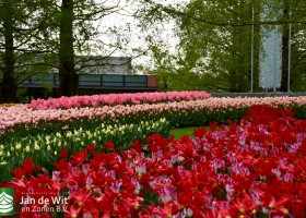 Keukenhof 2021 (118)