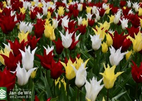 Keukenhof 2021 (119)