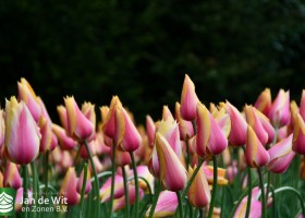 Keukenhof 2021 (12)