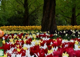 Keukenhof 2021 (120)