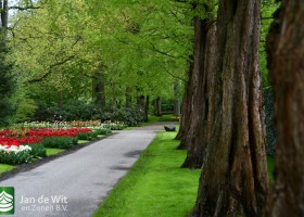 Keukenhof 2021 (121)