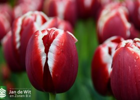 Keukenhof 2021 (122)