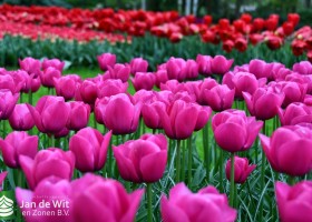 Keukenhof 2021 (123)