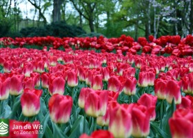 Keukenhof 2021 (124)