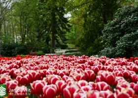 Keukenhof 2021 (125)