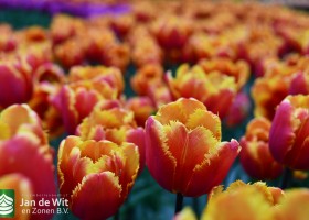 Keukenhof 2021 (126)
