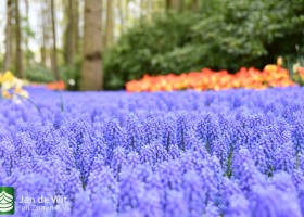 Keukenhof 2021 (127)