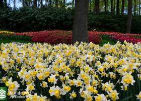 Keukenhof 2021 (128)
