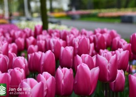 Keukenhof 2021 (129)