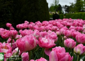 Keukenhof 2021 (13)