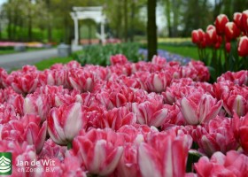 Keukenhof 2021 (130)