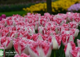 Keukenhof 2021 (131)