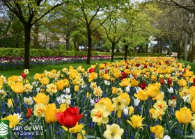 Keukenhof 2021 (134)