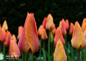 Keukenhof 2021 (14)