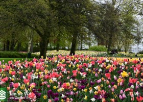 Keukenhof 2021 (15)