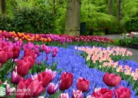 Keukenhof 2021 (16)