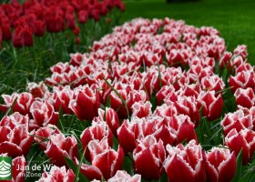 Keukenhof 2021 (17)