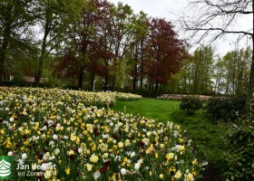 Keukenhof 2021 (18)