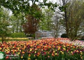 Keukenhof 2021 (19)