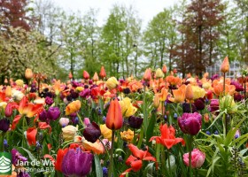 Keukenhof 2021 (20)