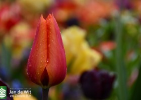 Keukenhof 2021 (21)