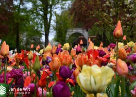 Keukenhof 2021 (22)
