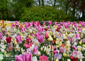 Keukenhof 2021 (23)