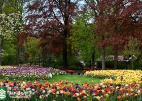 Keukenhof 2021 (24)